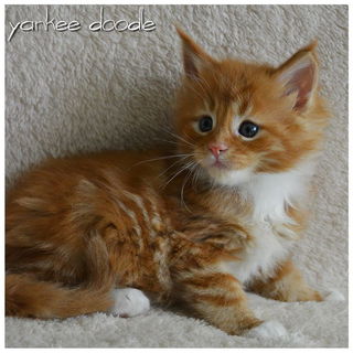 Yankee Doodle, Katerche...