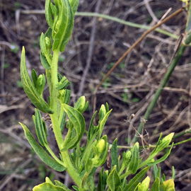 Dittrichia viscosa – ...