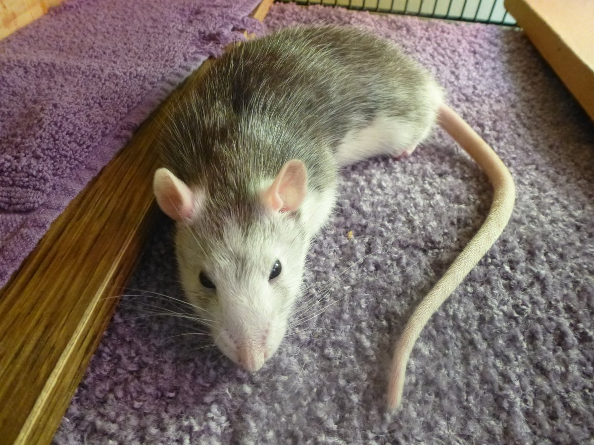 Coco