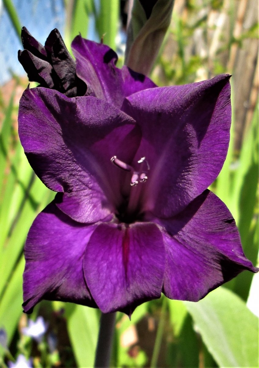 Gladiolenblüte, was für eine hinreißende Farbe