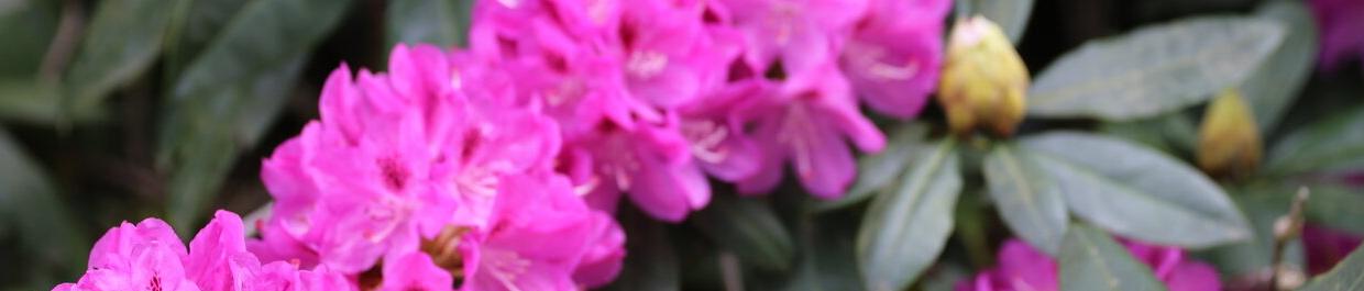 Lubna