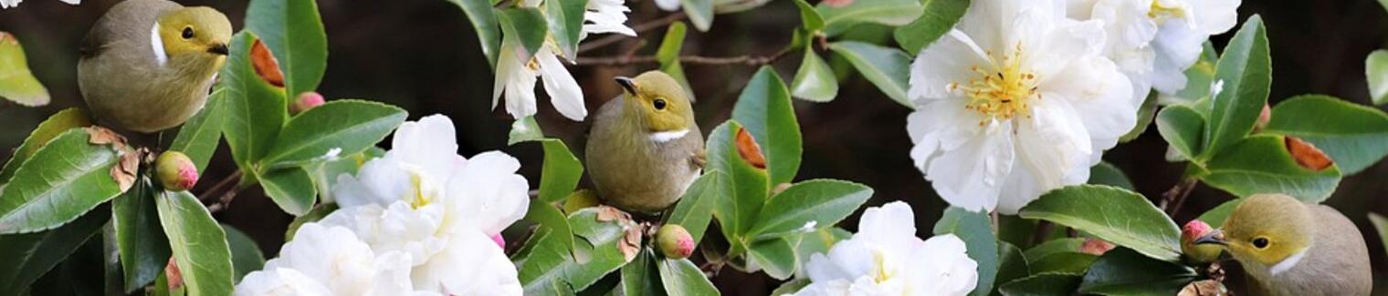 Birdee