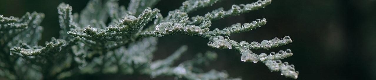 GreenIvy