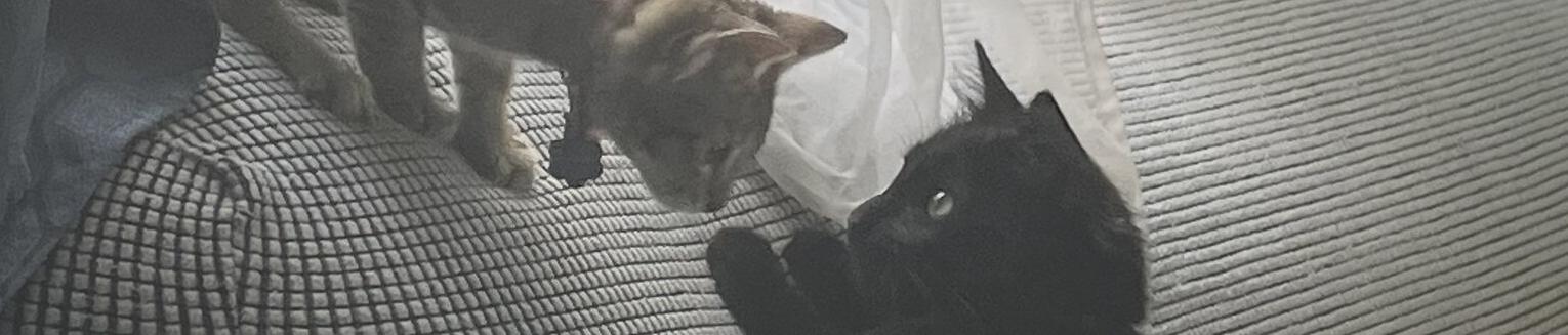 matchathecat