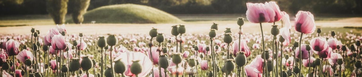 Puderblume