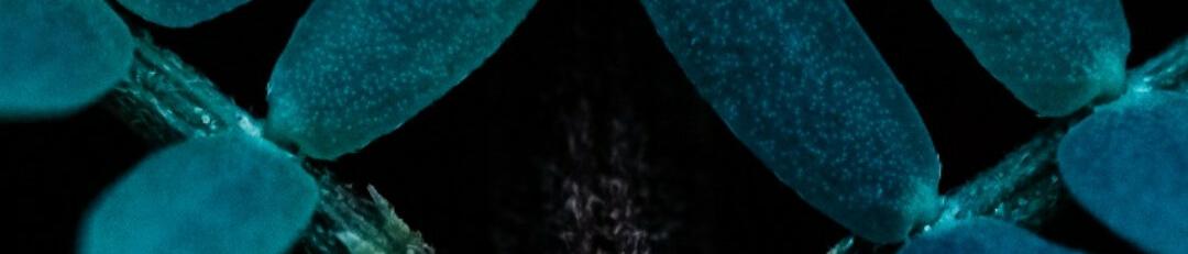 Jxcal1