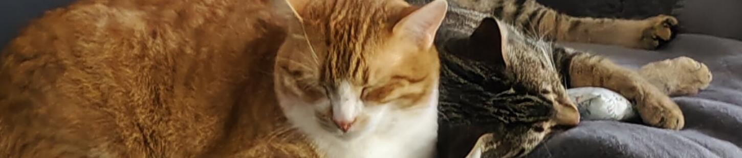 Stinkekatze
