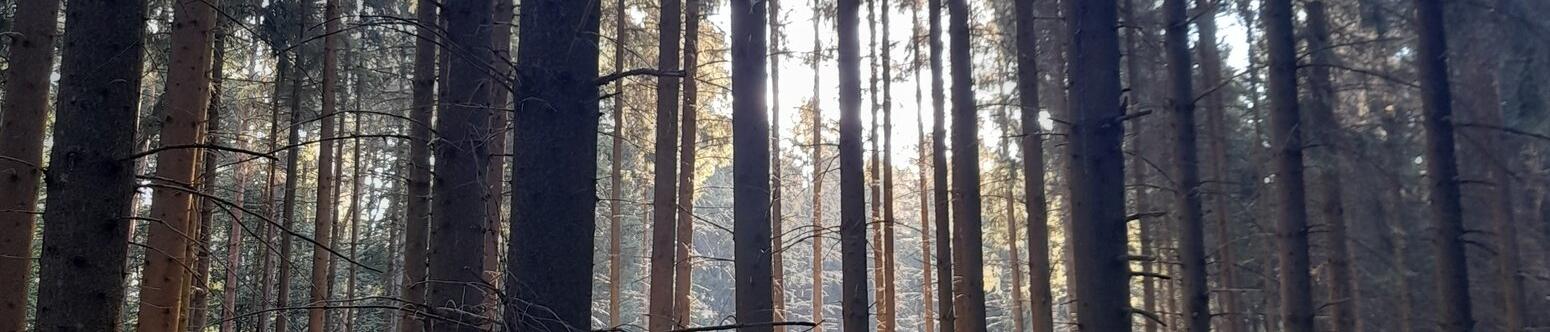 Nebutzer