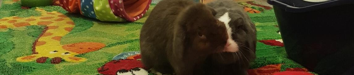 MuffinXS