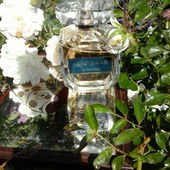 Rose A whiter shade of pale (von pudelbonzo)