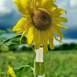 *Sonnenblumen - Impressionen Teil 2*