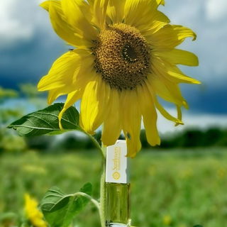 *Sonnenblumen - Impressionen Teil 2*