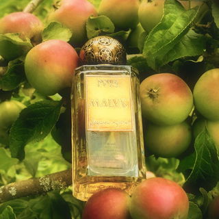 Der Apfelbaum - Malus