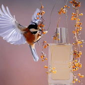 Ein ganz großes Dankeschön für eure lieben Worte und Auszeichnungen, ich freu mich so sehr darüber :-) (by PinkOrchid)