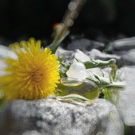 Unkraut wie Sonne - Dankeschön allen :-)
