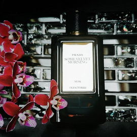 Olfactories - Some Velvet Morning - Prada