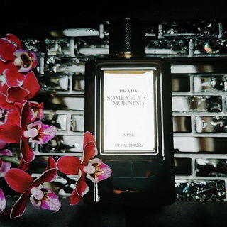 Olfactories - Some Velvet Morning - Prada