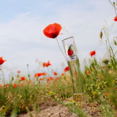 Am Muttertag dürfen es auch mal Blümchen sein ;) (by Flanker)