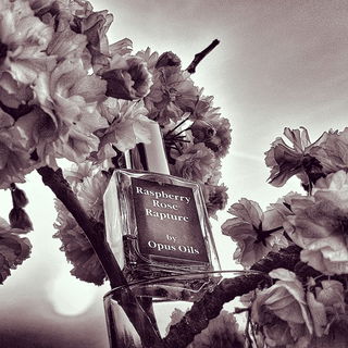 Raspberry Rose Rapture - Opus Oils