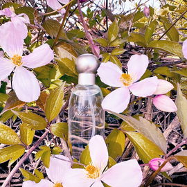 „Düfte sind die Gefühle der Blumen“ - Heinrich Heine - vielen Dank für Eure lieben Fotokommentare 🌸