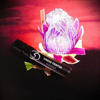 Mimosa von Unda Prisca