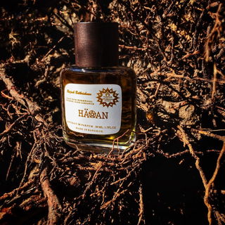 Im Schutz der alten Wurzeln