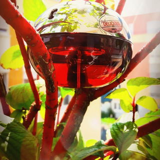 Red Delicious Men - DKNY
