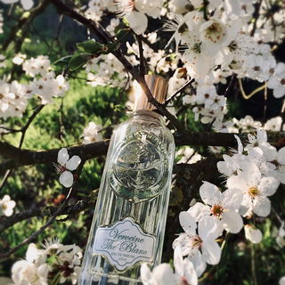 Verveine Thé Blanc von Jeanne en Provence
