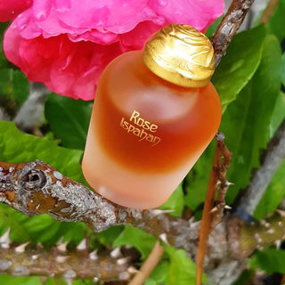 🌹💙🥰...Dornröschen...🌹💙🥰 Daanke für Euren Besuch bei dem schönen Rosenduft. Ich freue mich sehr über Euren Besuch. 🌹💙🌹🙋♀️