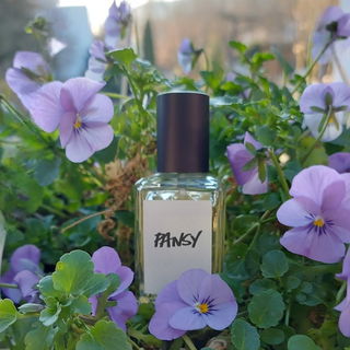 PANSY - heisst Stiefmütterchen 🌸 da fühlt es sich wohl - vielen Dank an alle für die lieben Fotokommentare 🌸