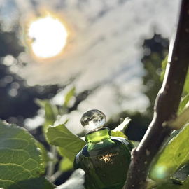 Tendre Poison (Parfum)