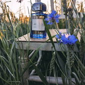 Ein Stuhl im Kornfeld.. 💙 (von Goasbaeuerin)