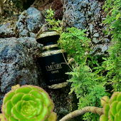 …📷🌍 Thank you. Danke schön. Merci beaucoup. Muchas gracias. Dōmo arigatō gozaimasu 💐… (von Kokusai)