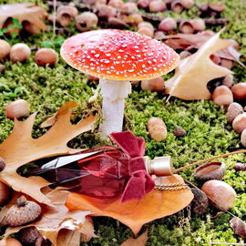 Beim Herbstspaziergang entdeckt, für das Foto war schon alles da, ich habe nur ein Blatt verschoben. 😊🍁🍄