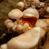 Auch hier, vielen lieben Dank für eure Worte & Auszeichnung - ich freu' mich :) (von EveMist)