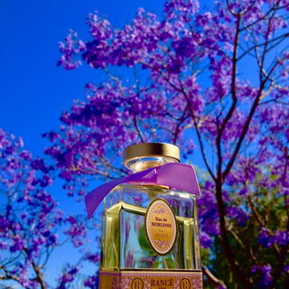 Jacaranda Baum