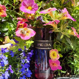 Candy Night (Eau de Parfum) - Prada