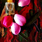 Blume (von Camey5000)