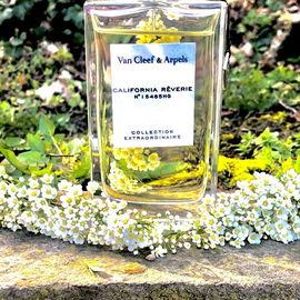 Ein bezaubernder Jasmin-Duft, der mich eines Tages nach Kalifornien begleiten wird!