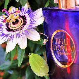Passiflora, im Haus meiner Schwiegermutter.
