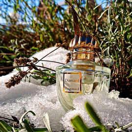 Noch liegt Schnee auf dem Lavendel ....