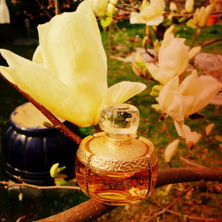 Magnolia denudata  'Yellow River'. Gelbe Yulan - Magnolie ('Fei Huang').   Duftende Blüten.