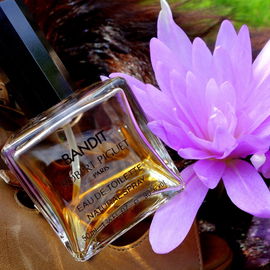 Colchicum autumnale 'Waterlily'- Herbstzeitlose