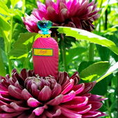 Mein Hochzeitsduft hat in Baden-Baden seine farblich passenden Dahlien gefunden. 😊 (von Lavendel18)