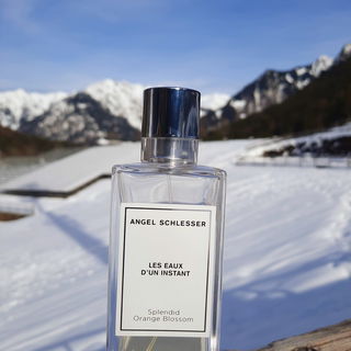 Splendid Orange Blossom by Angel Schlesser