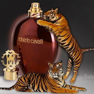 Roberto Cavalli Tiger Oud von Roberto Cavalli