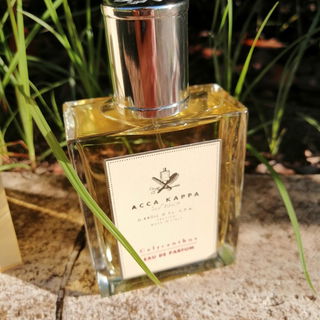 Calycanthus - Acca Kappa