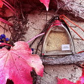 liebe fotobesucher, möge euer auge sich erfreuen! 🍇 (von Krapnek)