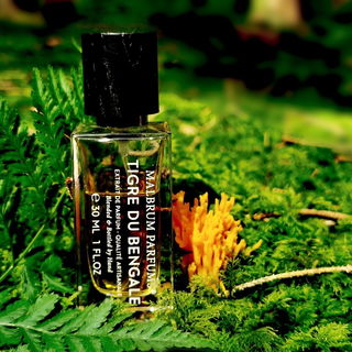 Tigre du Bengale - Malbrum