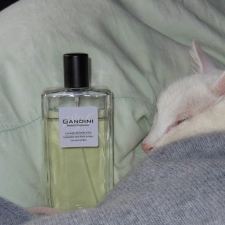 Lavanda ed Ambra Oro / Lavender and Gold Amber - Gandini